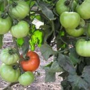 Альянс F1 - томат полудетерминантный, 250 семян, Clause Франция фото, цена